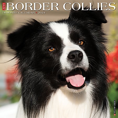 2024 Willow Creek Press Animals Monthly Wall Calendar, 12" x 12", Just Border Collies, January To December