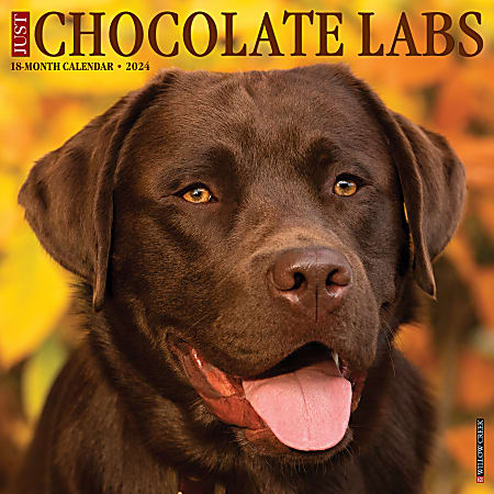 2024 Willow Creek Press Animals Monthly Wall Calendar, 12" x 12", Just Chocolate Labs, January To December