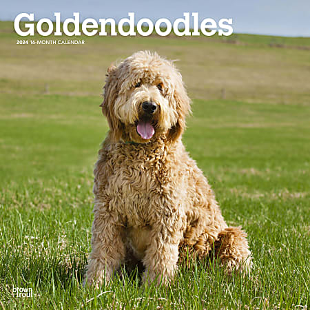 2024 BrownTrout Monthly Square Wall Calendar, 12" x 12", Goldendoodles, January to December