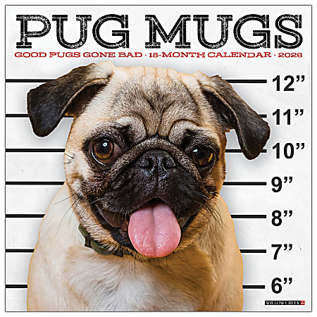 2026 Willow Creek Press Animals Monthly Wall Calendar, 12" x 12", Pug Mugs, January To December, 52488