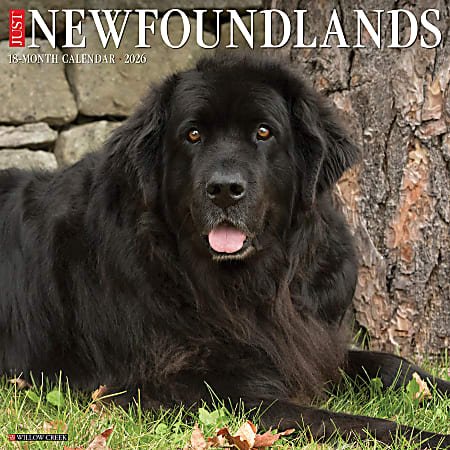 2026 Willow Creek Press Animals Monthly Wall Calendar, 12" x 12", Newfoundlands, January To December, 52174