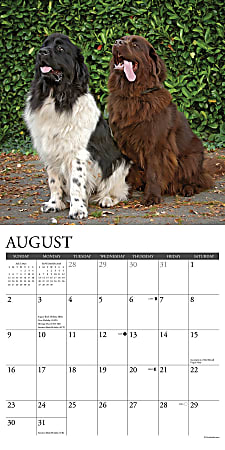 2026 Willow Creek Press Animals Monthly Wall Calendar 12 x 12 ...