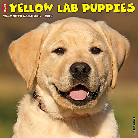 2025 Willow Creek Press Monthly Wall Calendar, 12" x 12", Yellow Lab Puppies, January 2025 to December 2025, 45527