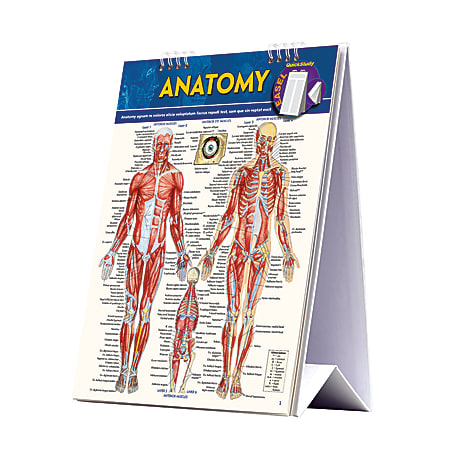QuickStudy Easel, Human Anatomy
