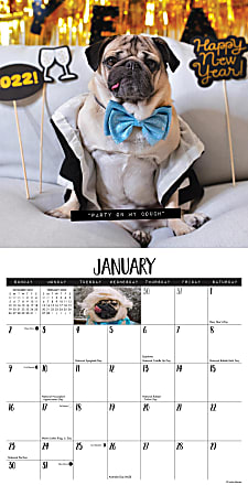 Collectible New Doug The Pug 12”x 12” Willow Creek Publishing 2019 Calendar 