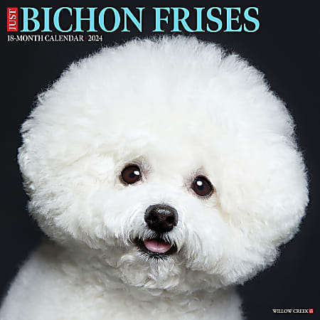 2024 Willow Creek Press Animals Monthly Wall Calendar, 12" x 12", Just Bichon Frises, January To December