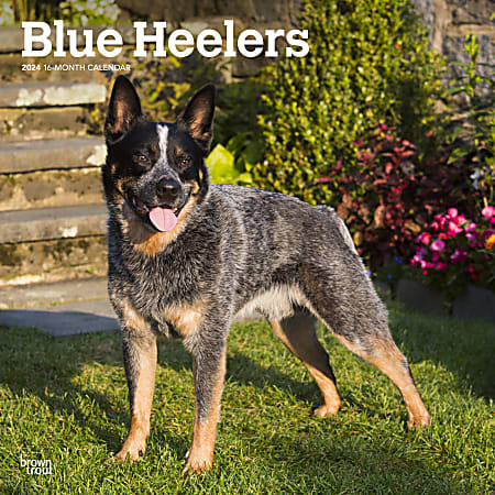 2024 BrownTrout Monthly Square Wall Calendar, 12" x 12", Blue Heelers, January to December