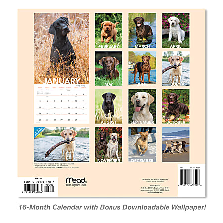 Mead Labrador Retrievers Monthly Wall Calendar 12 x 12 January to ...