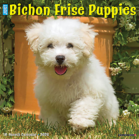 2026 Willow Creek Press Animals Monthly Wall Calendar, 12" x 12", Bichon Frise Puppies, January To December, 50231