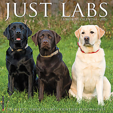 2026 Willow Creek Press Animals Monthly Wall Calendar, 12" x 12", Labs, January To December, 51733