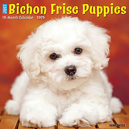 2025 Willow Creek Press Monthly Wall Calendar, 12" x 12", Bichon Frise Puppies, January 2025 to December 2025, 41734