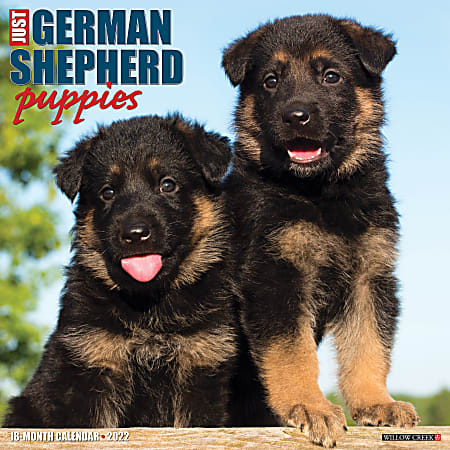 Willow Creek Press Animals Monthly Wall Calendar, 12" x 12", Just German Shepherd Puppies, January to December 2022, 18019