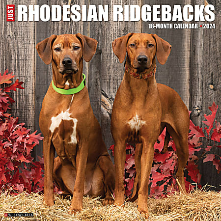 2024 Willow Creek Press Animals Monthly Wall Calendar, 12" x 12", Just Rhodesian Ridgebacks, January To December