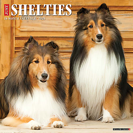 2025 Willow Creek Press Monthly Wall Calendar, 12" x 12", Shelties, January 2025 to December 2025, 44841