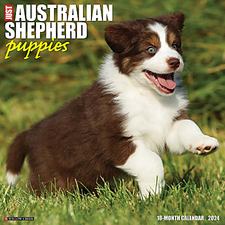 2024 Willow Creek Press Animals Monthly Wall Calendar, 12" x 12", Just Australian Shepherd Puppies, January To December