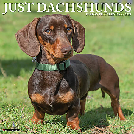 2025 Willow Creek Press Monthly Wall Calendar, 12" x 12", Dachshunds, January 2025 To December 2025, 42663