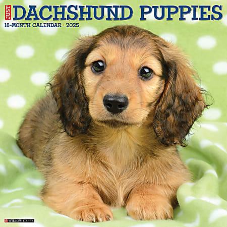 2025 Willow Creek Press Monthly Wall Calendar, 12" x 12", Dachshund Puppies, January 2025 to December 2025, 42649