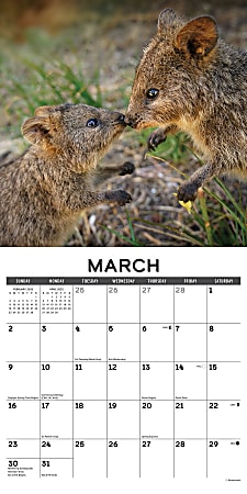 2025 Willow Creek Press Monthly Wall Calendar 12 x 12
