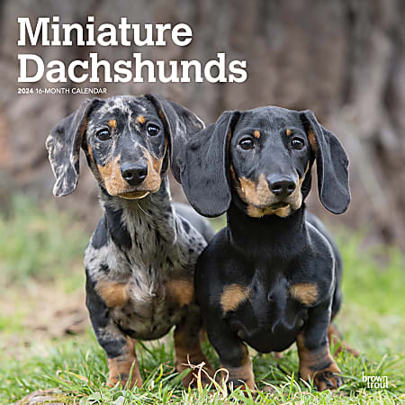 2024 BrownTrout Monthly Square Wall Calendar, 12" x 12", Miniature Dachshunds, January to December