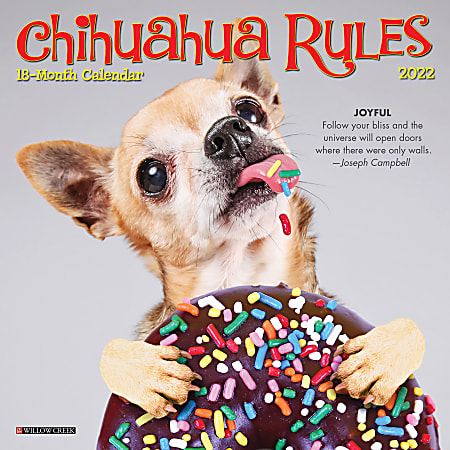 Willow Creek Press Monthly Mini Wall Calendar, 7" x 7", Chihuahua Rules, January To December 2022