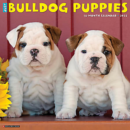 2025 Willow Creek Press Animals Monthly Wall Calendar, 12” x 12”, Bulldog Puppies, January To December, 42021