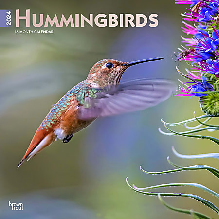 2024 Brown Trout Monthly Square Wall Calendar, 12" x 12", Hummingbirds, January To December