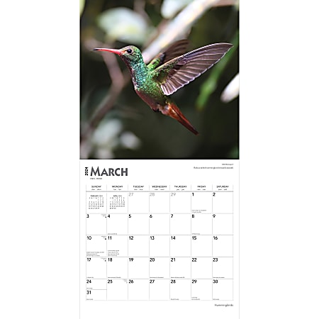 2024 Brown Trout Monthly Square Wall Calendar, 12" x 12", Hummingbirds