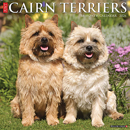 2024 Willow Creek Press Animals Monthly Wall Calendar, 12" x 12", Just Cairn Terriers, January To December