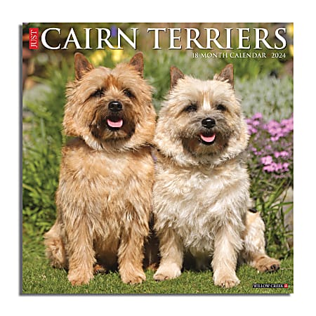 2024 Willow Creek Press Animals Monthly Wall Calendar, 12" x 12", Just Cairn Terriers, January To December