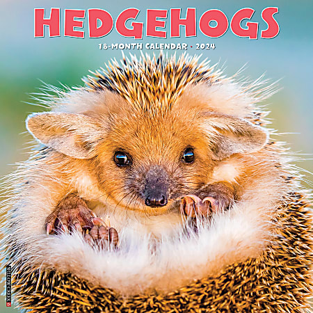 2024 Willow Creek Press Animals Monthly Wall Calendar, 12" x 12", Hedgehogs, January To December