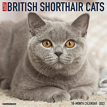 Willow Creek Press Animals Monthly Wall Calendar, 12" x 12", Just British Shorthair Cats, January to December 2022, 17111