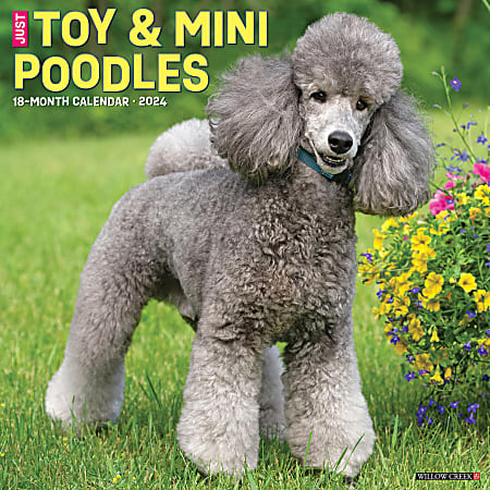 2024 Willow Creek Press Animals Monthly Wall Calendar, 12" x 12", Just Toy & Miniature Poodles, January To December