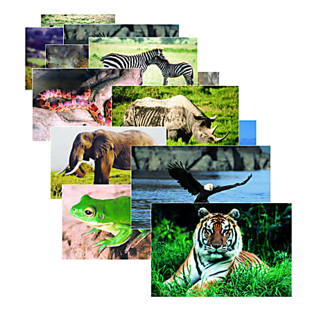 Stages Learning Materials Wild Animals Poster Set, 19" x 14", Multicolor, Set Of 10 Posters