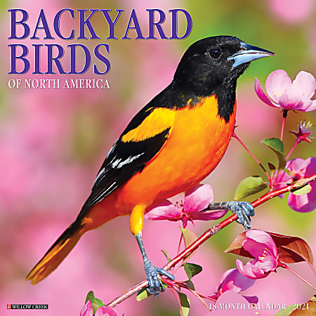 Willow Creek Press Animals Monthly Wall Calendar, Backyard Birds, 12" x 12", January To December 2021