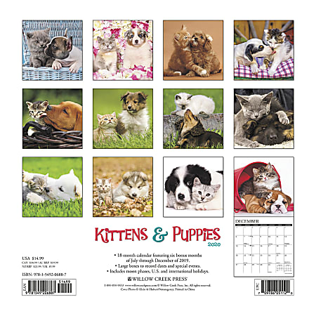 Willow Creek Press Animals Monthly Wall Calendar 12 x 12 Kittens ...