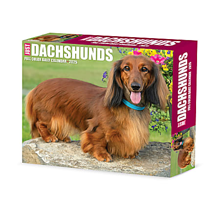 2025 Willow Creek Press Daily Desk Box Calendar, Animals, 5-1/2” x 6-1/4", Dachshunds, January To December, 40775