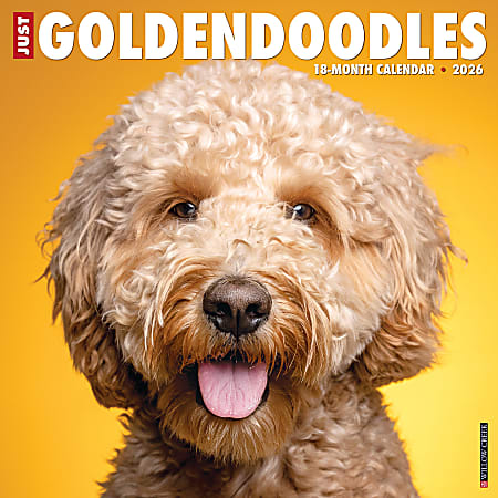 2026 Willow Creek Press Monthly Wall Calendar, 12" x 12", Goldendoodles, January To December, O51313