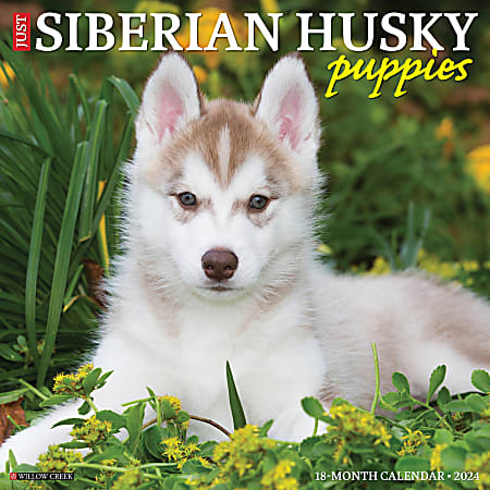2024 Willow Creek Press Animals Monthly Wall Calendar, 12" x 12", Just Siberian Husky Puppies, January To December
