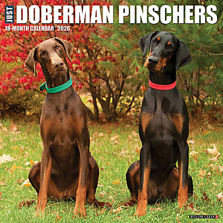 2026 Willow Creek Press Animals Monthly Wall Calendar, 12" x 12", Doberman Pinschers, January To December, 55397