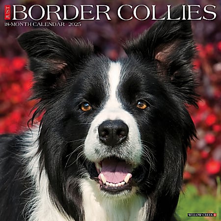 2025 Willow Creek Press Monthly Wall Calendar, 12" x 12", Border Collies, January 2025 to December 2025, 41895