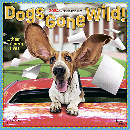 2024 Brown Trout Monthly Square Wall Calendar, 12" x 12", Avanti Dogs Gone Wild, January To December