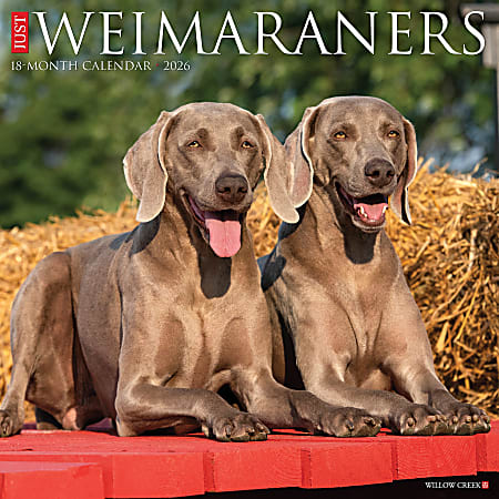 2026 Willow Creek Press Animals Monthly Wall Calendar, 12" x 12", Weimaraners, January To December, 53119