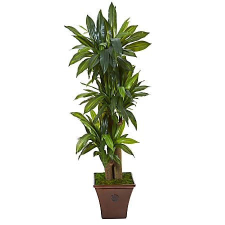 Nearly Natural Corn Stalk Dracaena 57”H Artificial Plant With Stand Planter, 57”H x 24”W x 24”D, Green/Brown