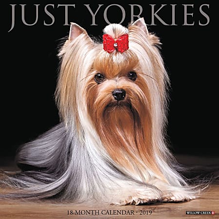 Willow Creek Press 18-Month Wall Calendar, 12" x 12", Just Yorkies, July 2018 to December 2019
