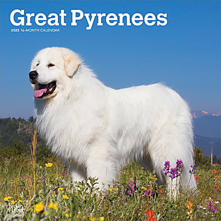 2025 BrownTrout Great Pyrenees Monthly Plastic-Free Square Wall Calendar, 12" x 12", Dog Breeds, January to December 2025, 9781975477110