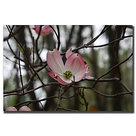 Trademark Global Pink Dogwood Gallery-Wrapped Canvas Print By Cary Hahn, 18"H x 24"W