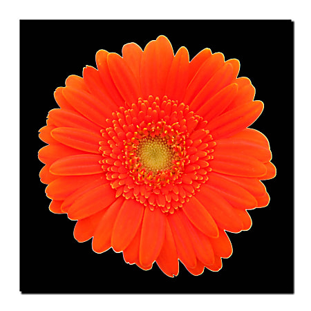 Trademark Global Orange Gerber Daisy Gallery-Wrapped Canvas Print By Anonymous, 14"H x 14"W