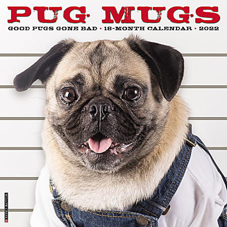 Willow Creek Press Animals Monthly Wall Calendar, 12" x 12", Pug Mugs, January to December 2022, 19306