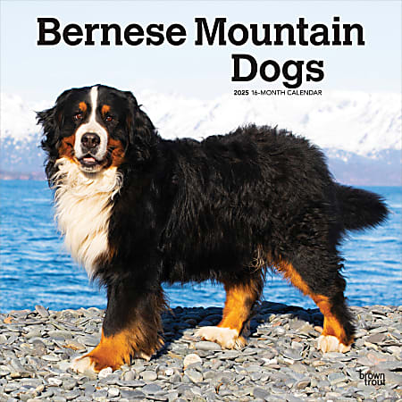 2025 BrownTrout Bernese Mountain Dogs Monthly Plastic-Free Square Wall Calendar, 12" x 12", Dog Breeds, January to December 2025, 9781975476625