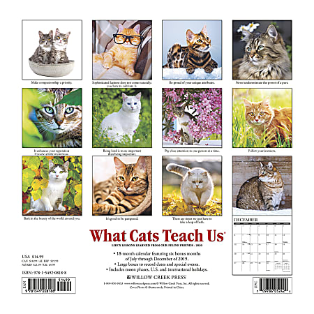 Willow Creek Press Animals Monthly Wall Calendar 12 x 12 What Cats ...